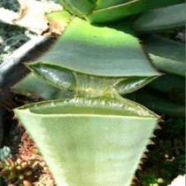 Aloe Vera Products