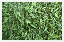 Stevia Leave