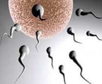 Male Infertility Treatment Medicine