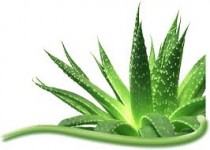 Aloe Vera Products