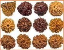 Rudraksha Beads