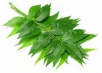 Neem Leaves Powder