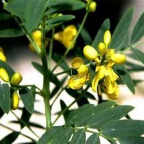 Cassia Angustifolia