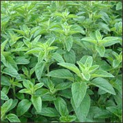 Spearmint Oil