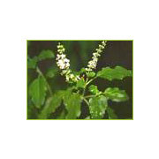 Tulsi Herb