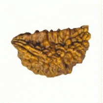 Rudraksha Beads