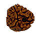 Rudraksha Beads