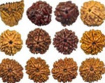 Rudraksha Beads