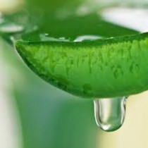 aloe vera juice