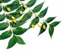 Neem products