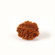 Rudraksha Beads