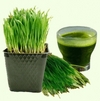 Wheat grass Powder