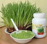 Wheatgrass