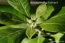 Ashwagandha extract