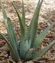 Aloe Vera