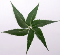 Neem leaves