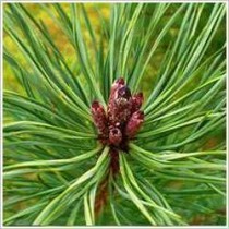 Pine Oil