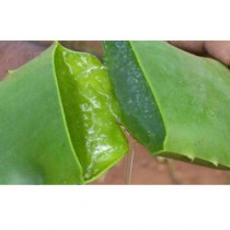 Aloe Vera Oil