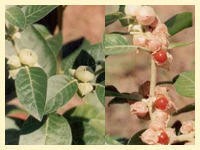 Ashwagandha Extract