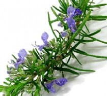 ROSEMARY OIL