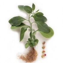 Ashwagandha Extract