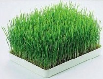 Wheat Grass Powder