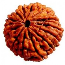 Rudraksha Beads