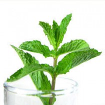 Mint Oil