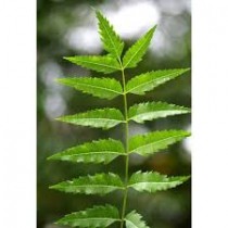 Neem Extract