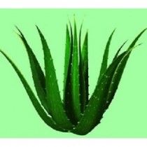 Aloe Vera Juice