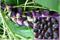 Mucuna Pruriens