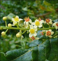 Boswellia Serrata