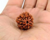 Rudraksha Beads