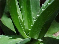 Aloe Vera