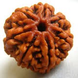 Rudraksha Beads