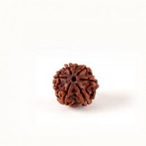 Rudraksha Beads