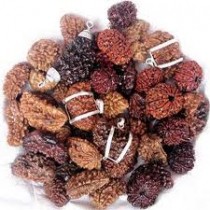 Rudraksha Beads