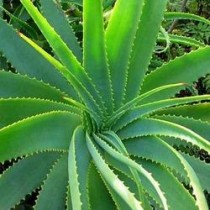 Aloe Vera Plants