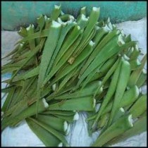 Aloe Vera Leaf