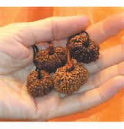 Rudraksha Beads