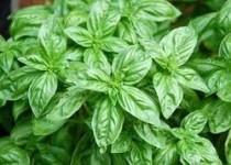 Basil Oil