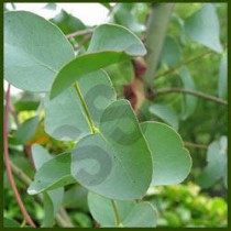 Eucalyptus Oil