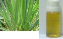 Lemongrass Oil