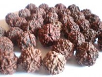 Rudraksha Beads