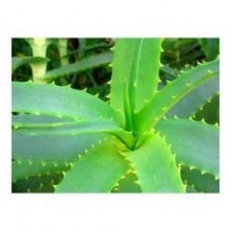 Aloe Vera Leaf