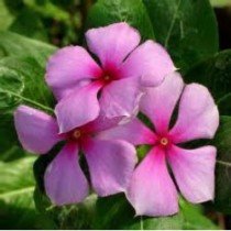 Vinca Rosea