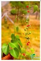 Tinospora Cordifolia