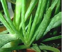 Aloe Vera