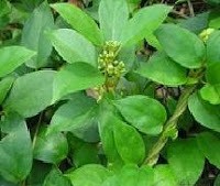 Gymnema Sylvestre