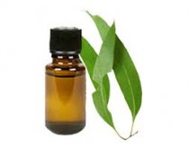 Eucalyptus Oil